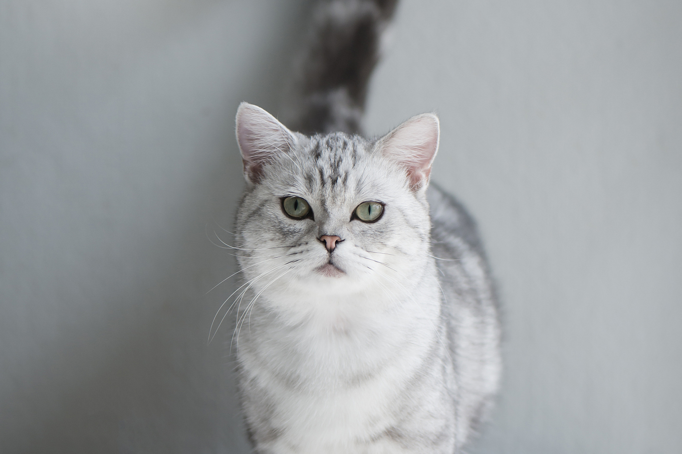 英短猫的品质越高,毛色越纯,体型越圆润,眼睛大而圆,鼻子短而平,耳朵