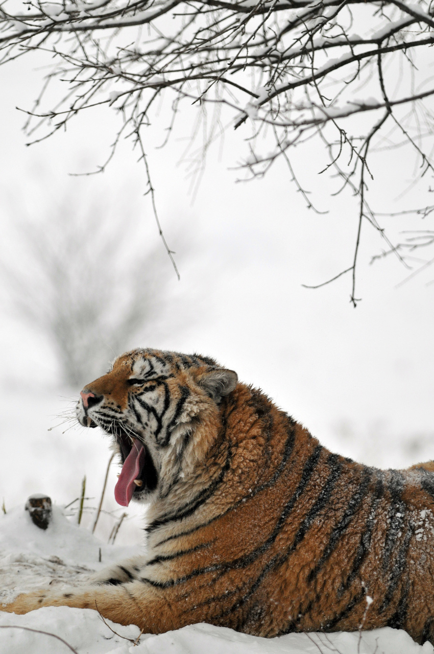 龙江虎林市发现多只野生东北虎,当地政府紧急发布安全提示  近日