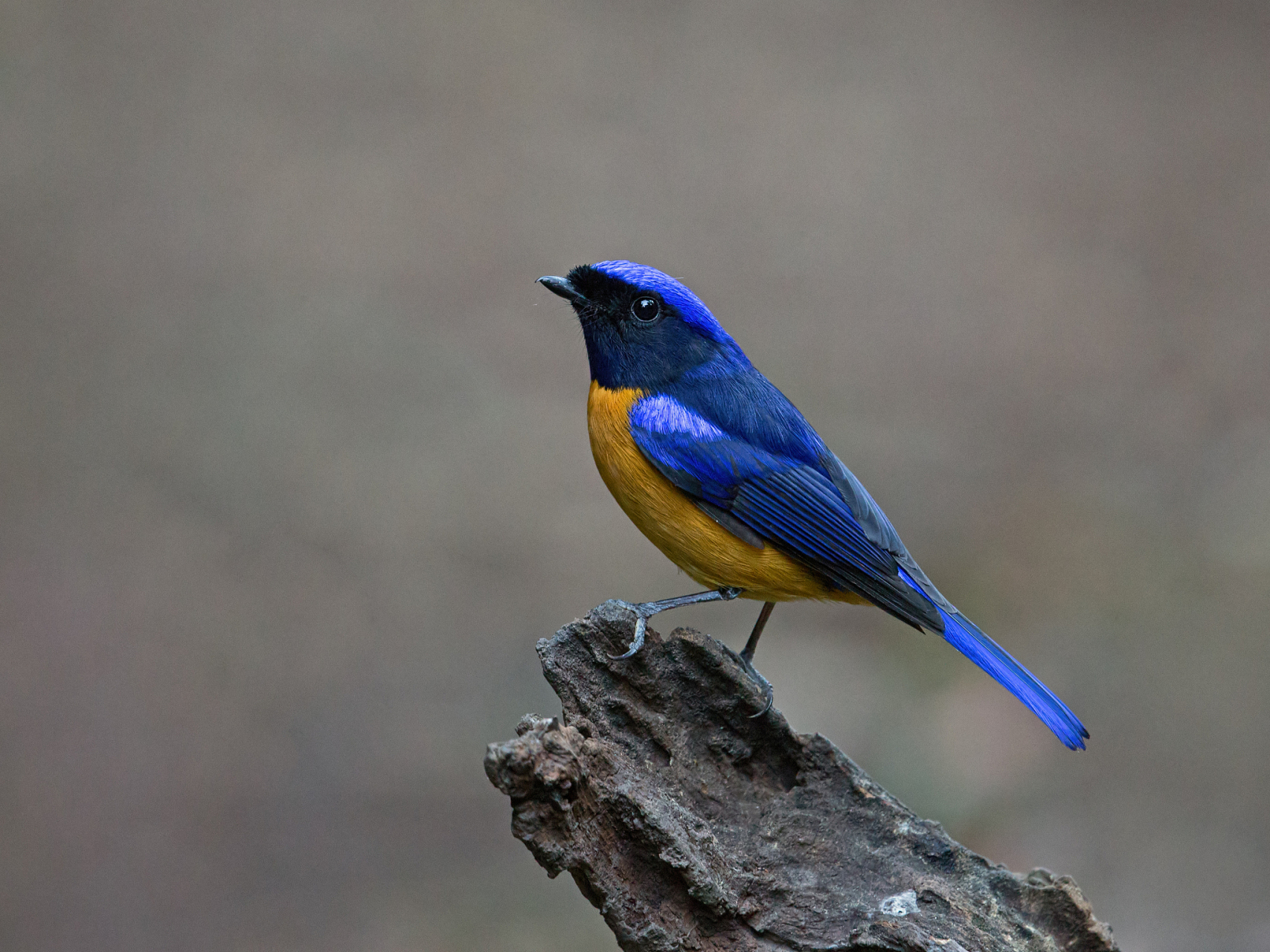 蓝翅八色鸫是一种美丽的鸟类,其翅膀呈现出独特的蓝色光泽,与其他七种