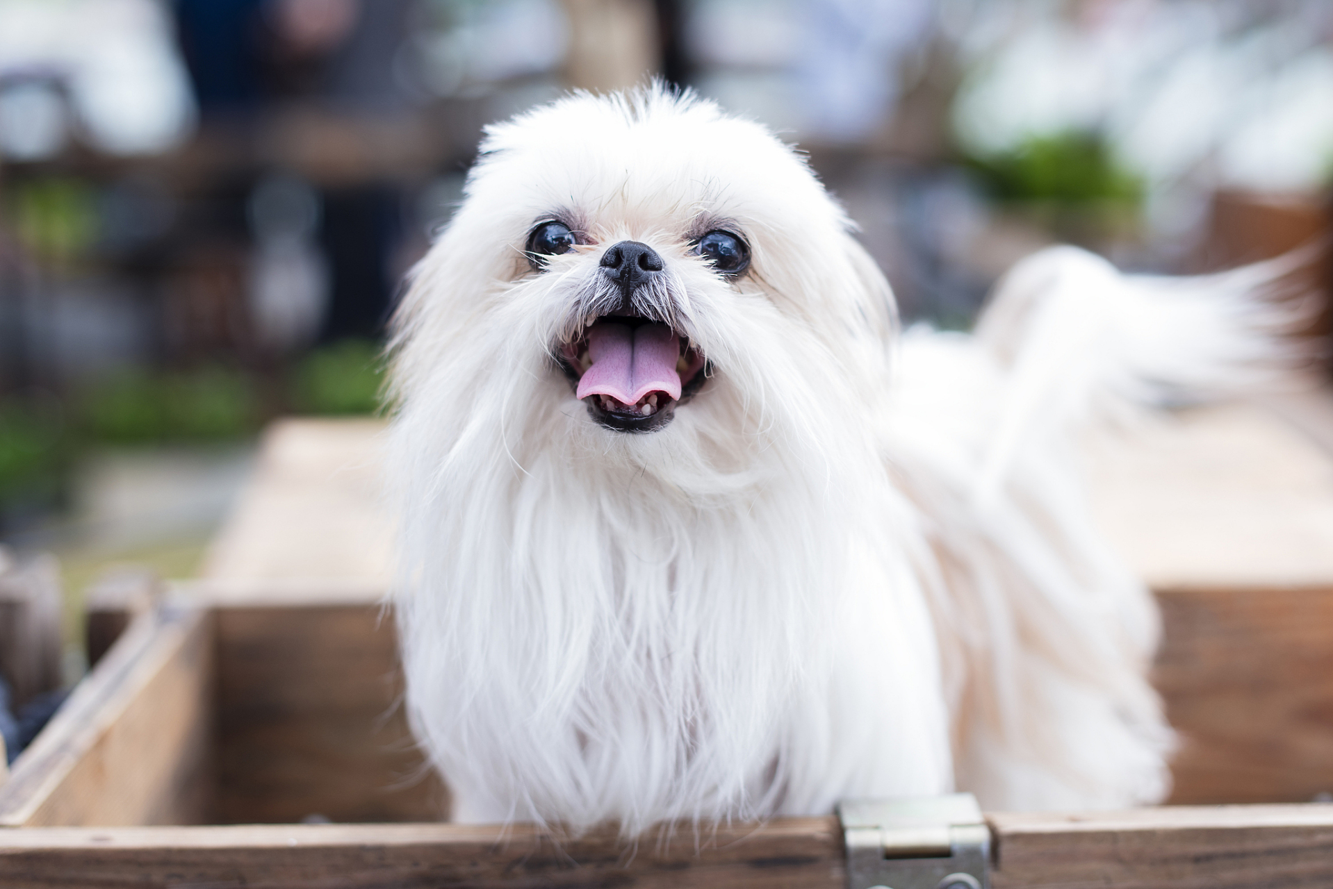 养#马尔济斯犬#需要注意以下几点:  1.