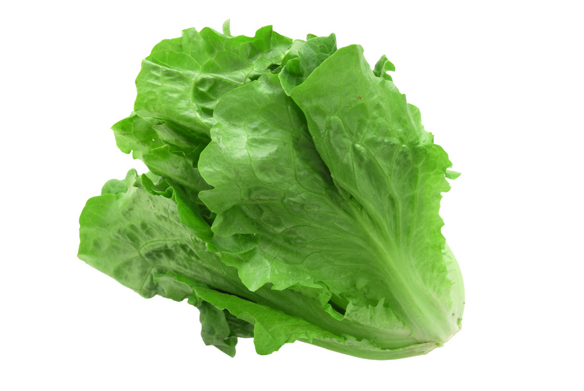 特拉华大学研究人员发现,生菜在模拟微重力环境中气孔对细菌无防备