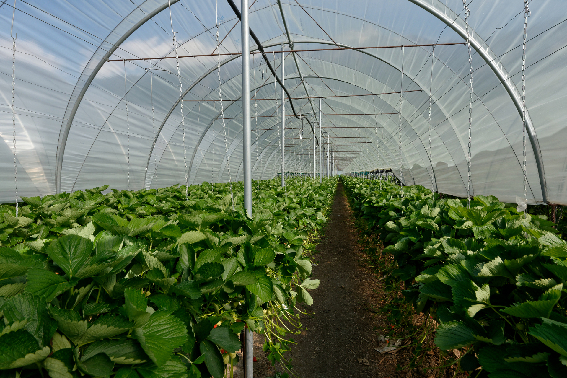 * 种植蔬菜大棚应一次性施底肥,并开好排水沟,预防大雪大风.