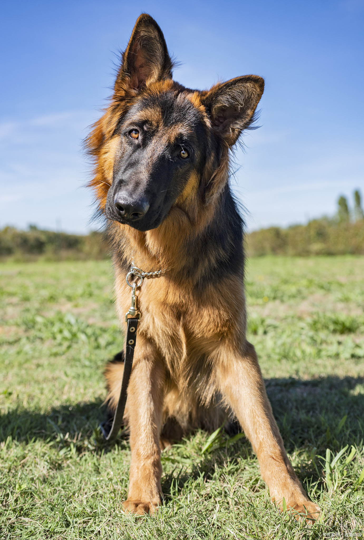 德国牧羊犬手机壁纸图片