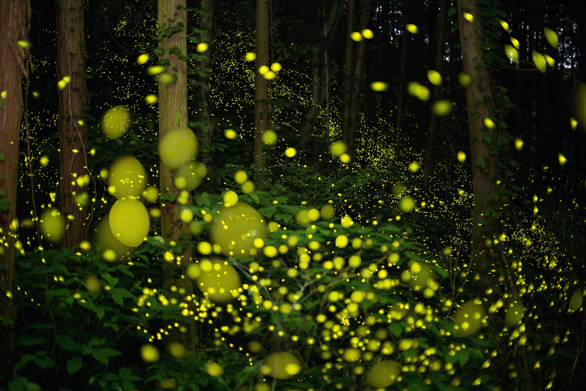 "草萤有耀终非火,荷露虽团岂是珠.