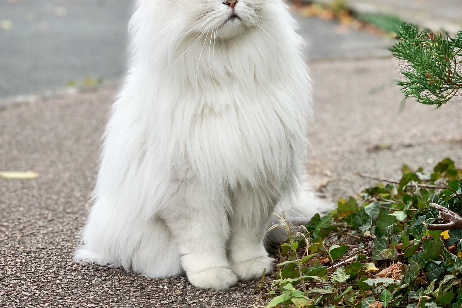 狮子猫,优雅的白色长毛精灵,源自土耳其安哥拉猫,经杂交孕育而成.