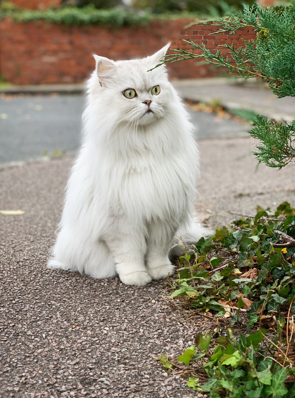 狮子猫,优雅的白色长毛精灵,源自土耳其安哥拉猫,经杂交孕育而成.