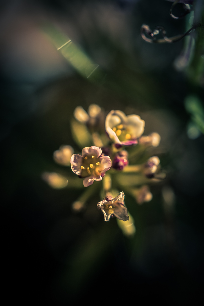 若要在手机拍照时突出主体并实现背景虚化效果,你可以尝试以下5种