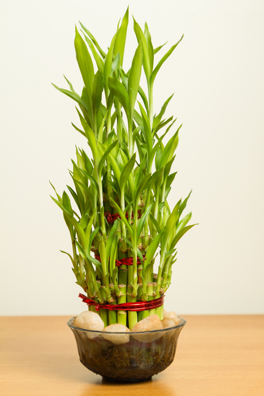 富贵竹的养护关键——水质更替.首先,要了解富贵竹的生长环境和养护需