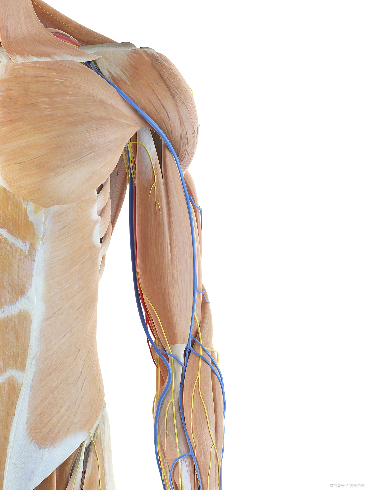 臂丛神经受压可能与局部解剖结构异常,外伤或慢性劳损等因素有关,通常