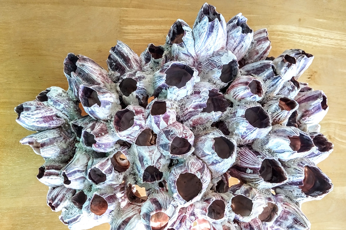 摘要:藤壶是一种节肢动物,通常附着在硬质表面