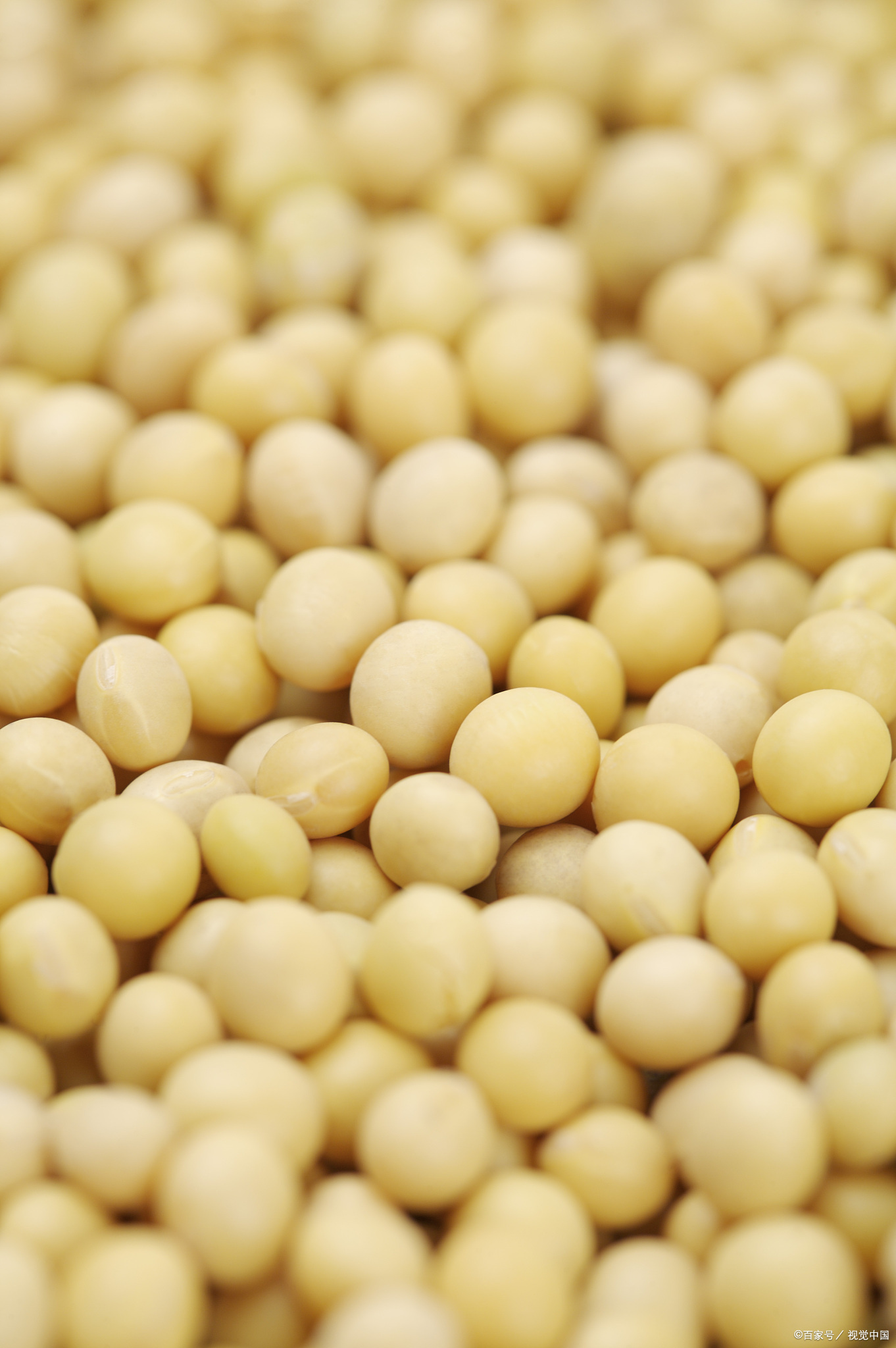 解析大豆和黄豆:外观,用途与营养的差异