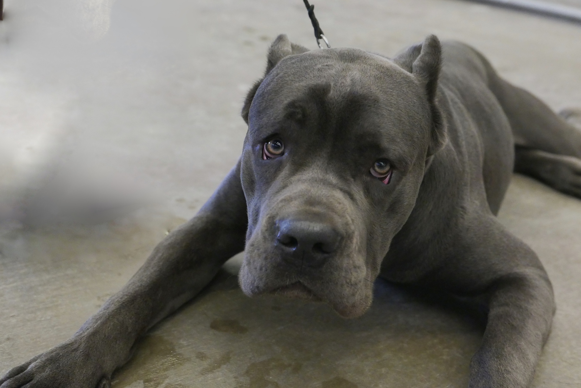 杜高犬是一种具有极高友好度和适应性的犬种,因其聪明,忠诚,勇敢和