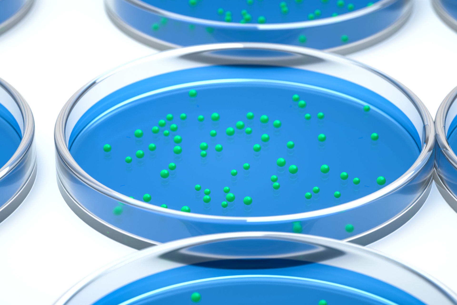有两种方法进行原代细胞的传代培养:贴壁细胞的消化法和悬浮细胞的传