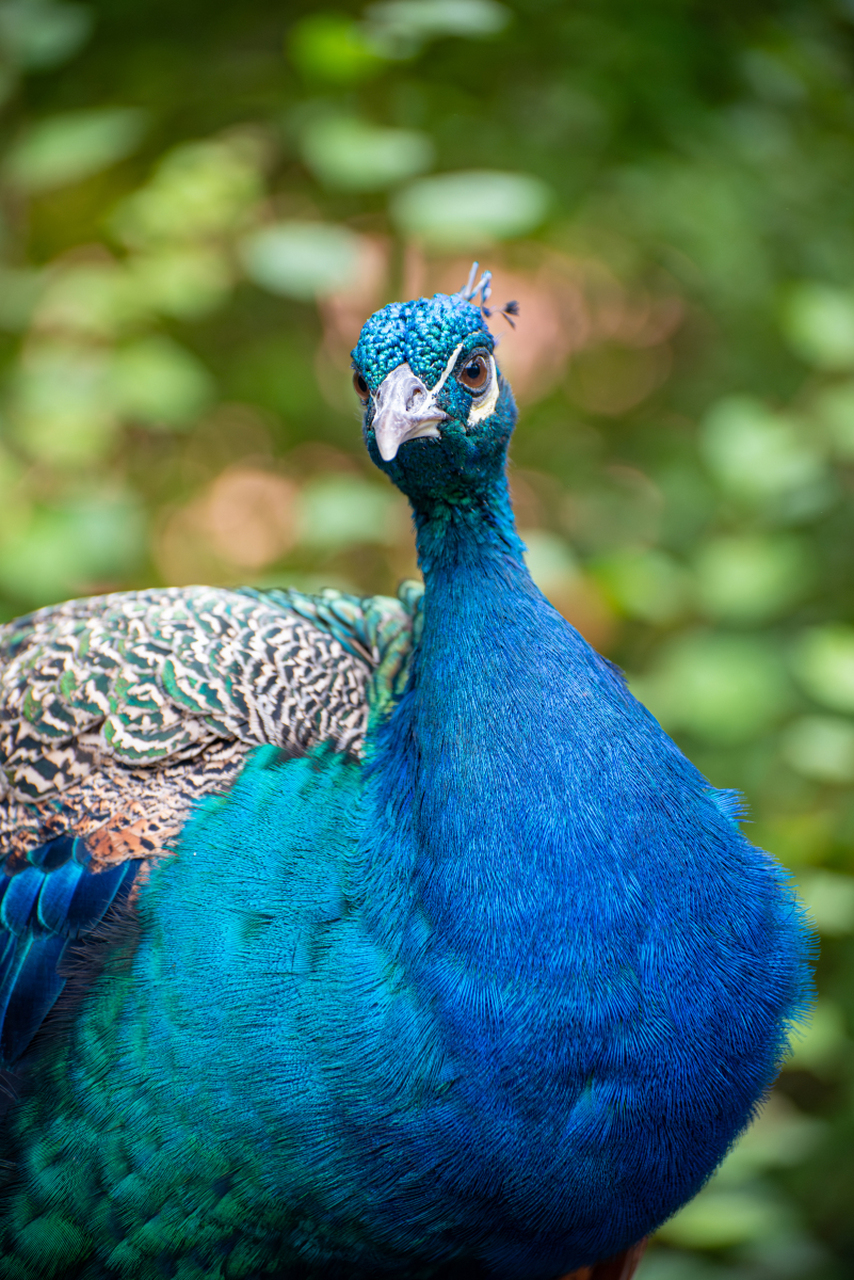 蓝孔雀,这来自热带和亚热带的华丽精灵08.