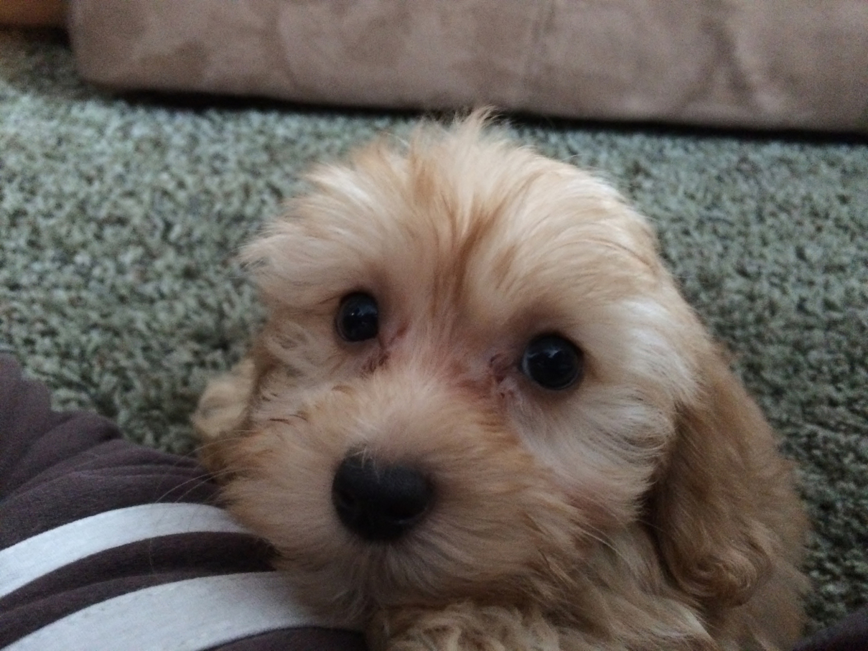 摘要: 本文介绍了串串狗的定义,外貌特征和常见品种,以及如何辨认串串