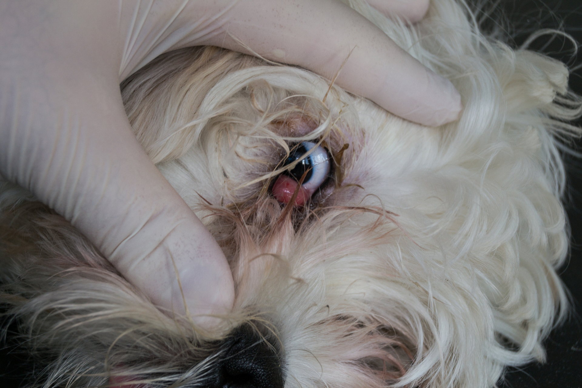 据报道,这种线虫对狗狗的眼睛和健康都可能造成严重影响.