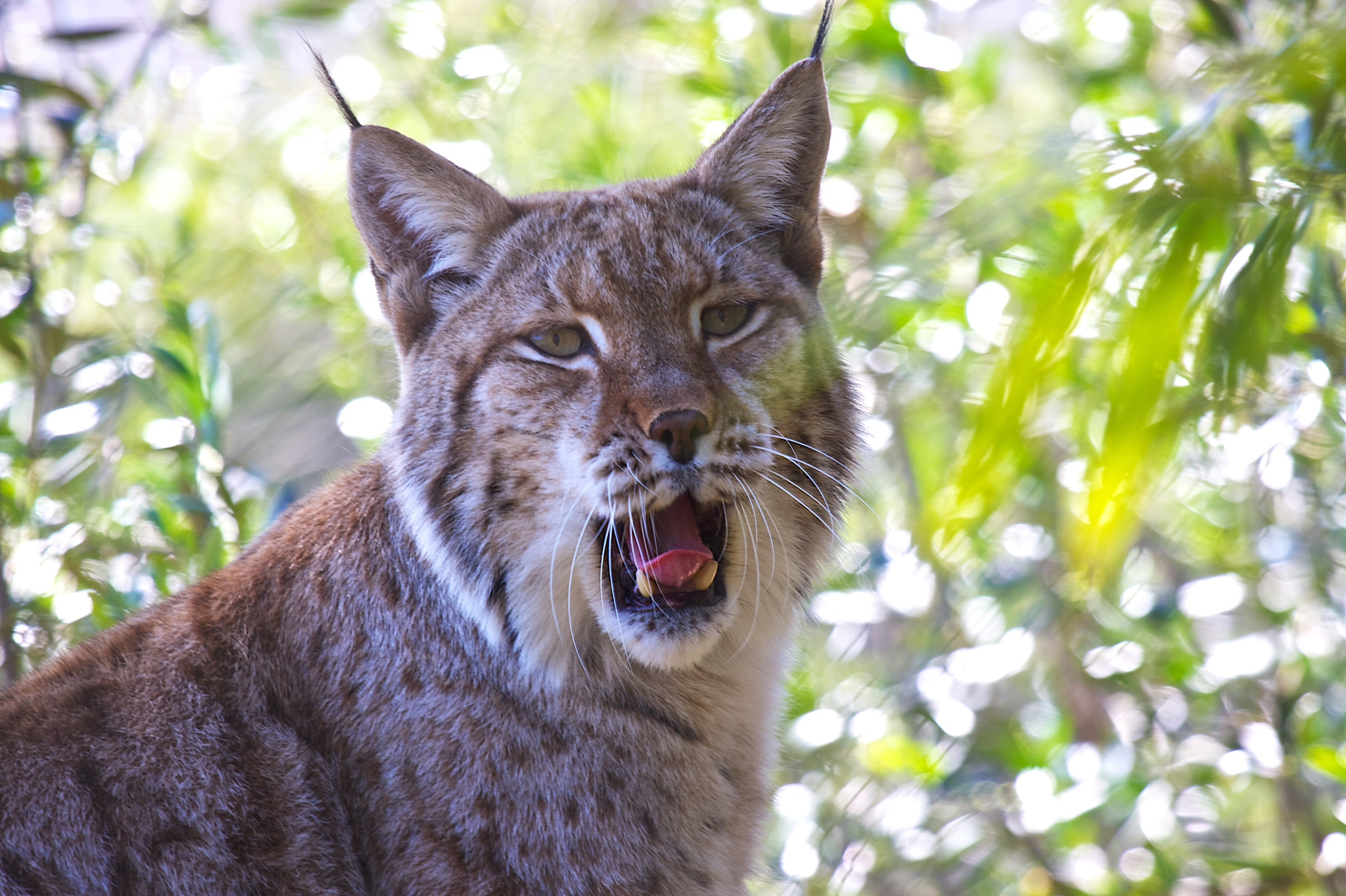 摘要:  猞猁和狞猫虽外貌相似,但有显著差异.