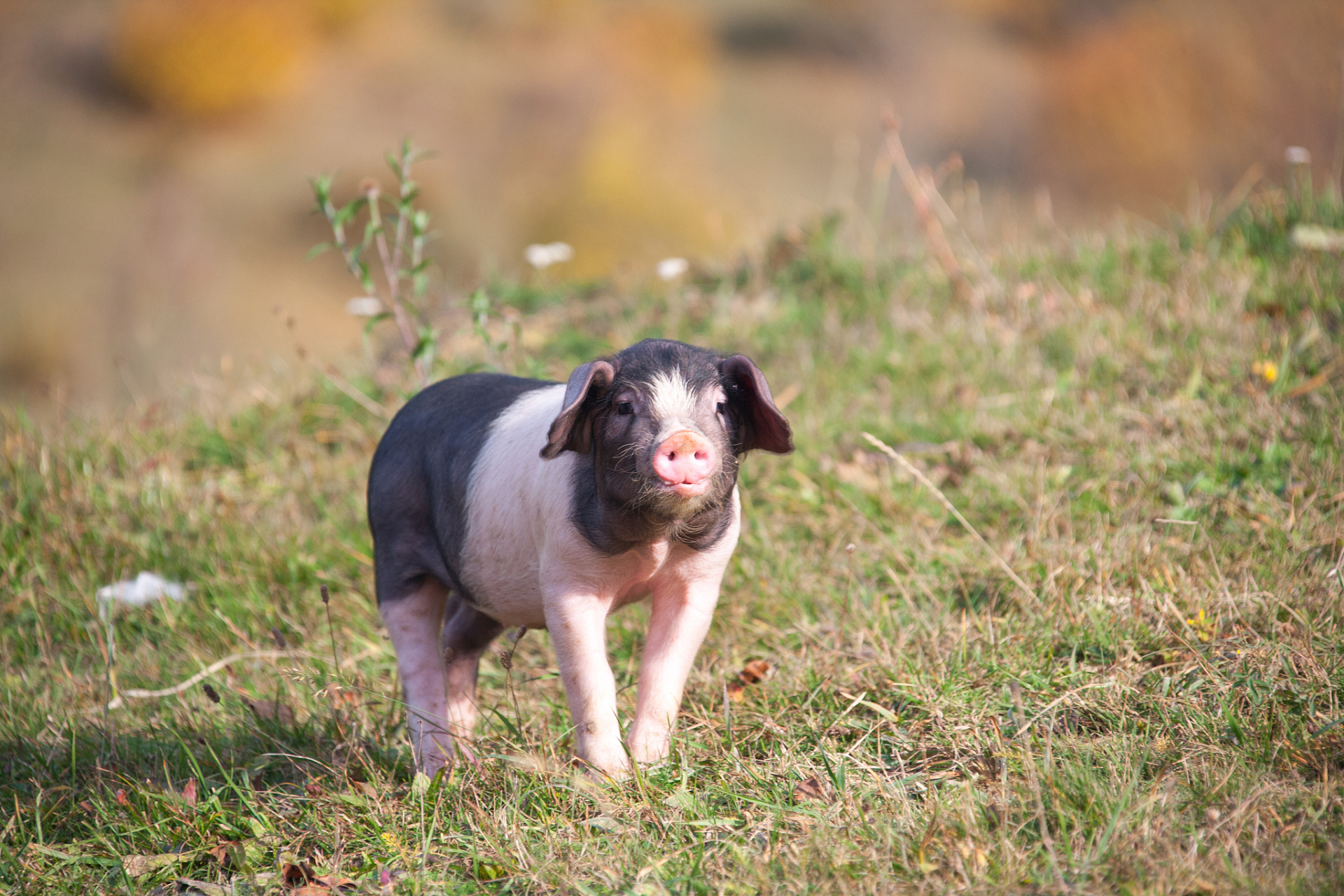 小香猪虽然可爱,但生长速度和体型限制,高营养需求和饲养管理复杂