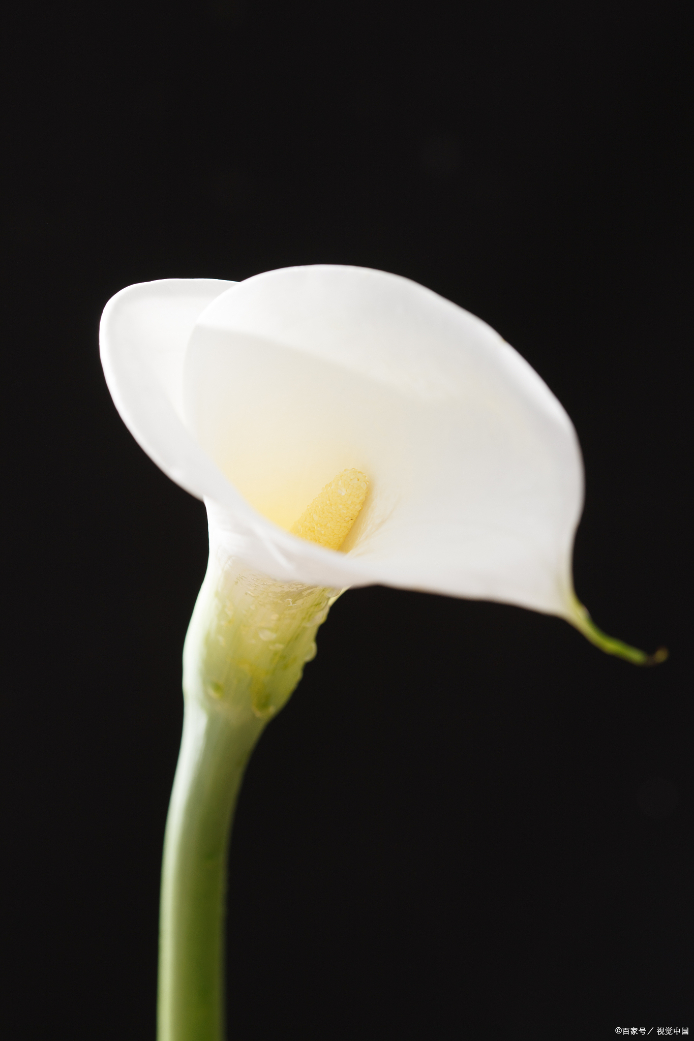 海芋花是什么花,长什么样,海芋花的花语是什么?