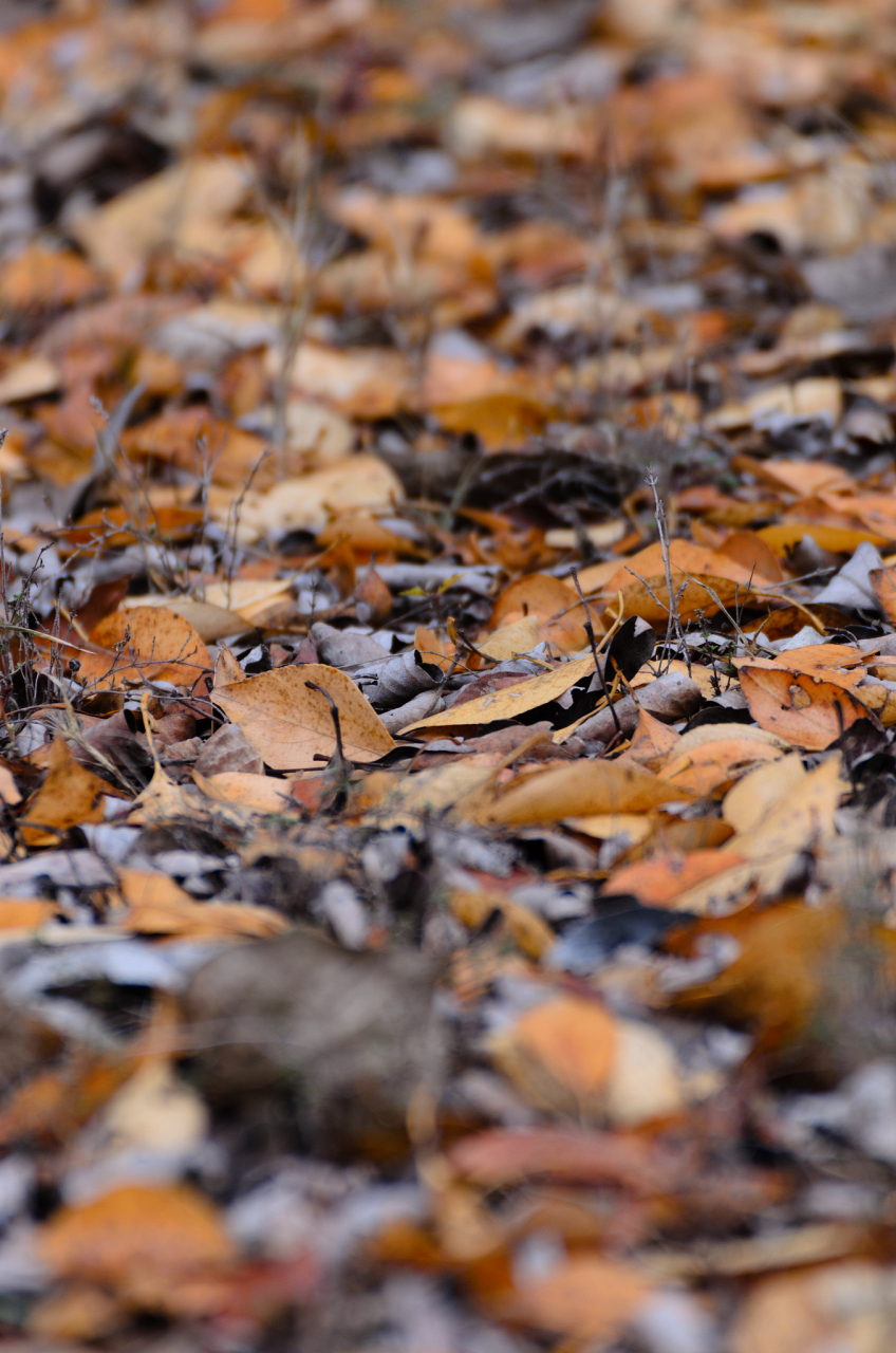 落叶# #冬#  冬日的落叶 吹落我的, 不是秋风的萧瑟, 而是冬日的冰凉