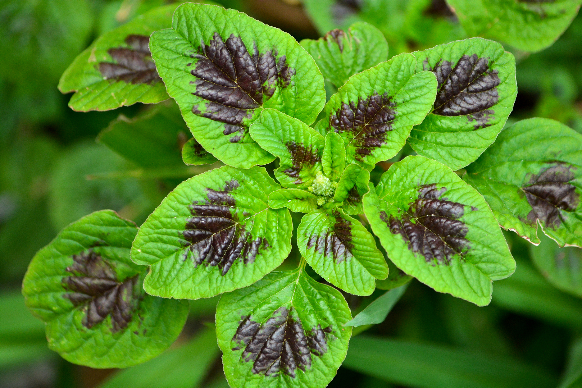 野苋菜为苋科植物凹头苋和反枝苋的全草或根,是一种一年生的草本