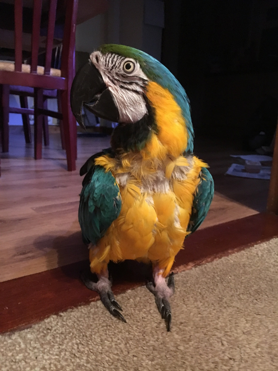 鹦鹉是绚丽多彩的鸟类,它们的外形特征可谓千姿百态,各具特色.