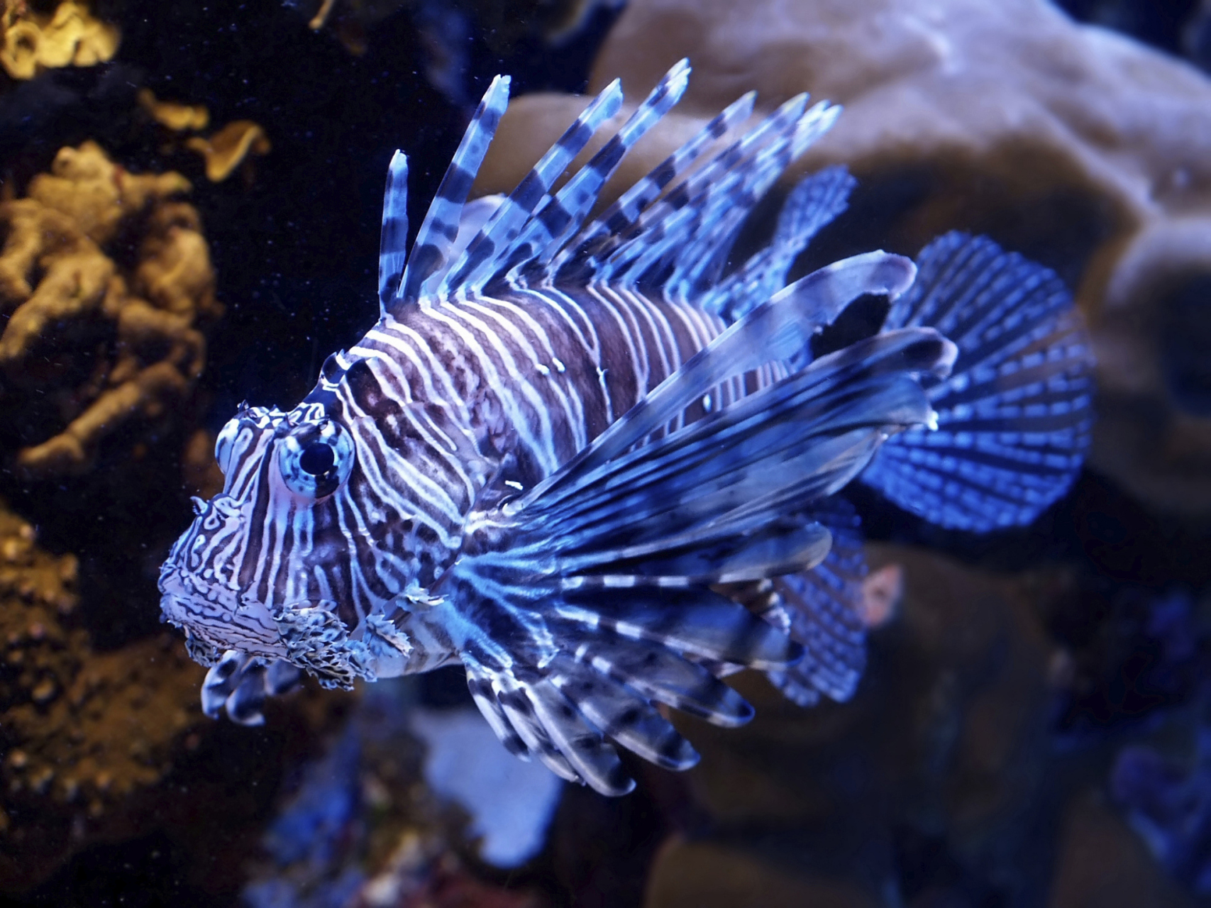 蝶翼斑马鱼需要生活在清澈的水中,选择合适的鱼缸并维持适宜的水温