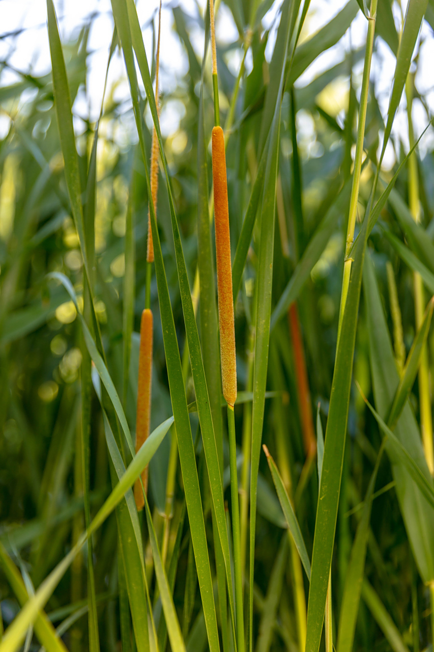 水菖蒲是湿地花卉中的珍品,以其独特的魅力和优雅的姿态而闻名.