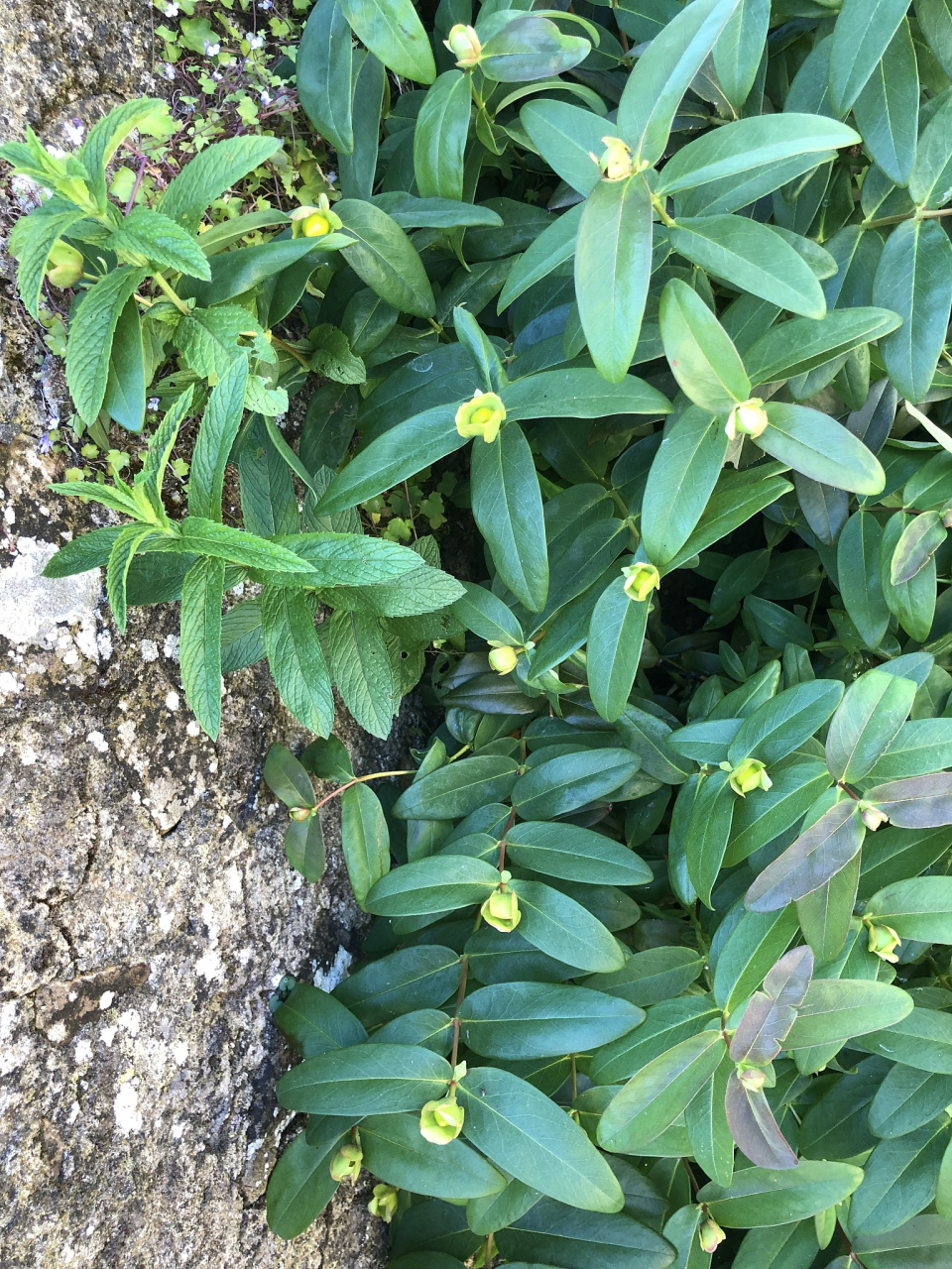 1,金石榴草能补充营养成分 金石榴草的叶子与嫩茎