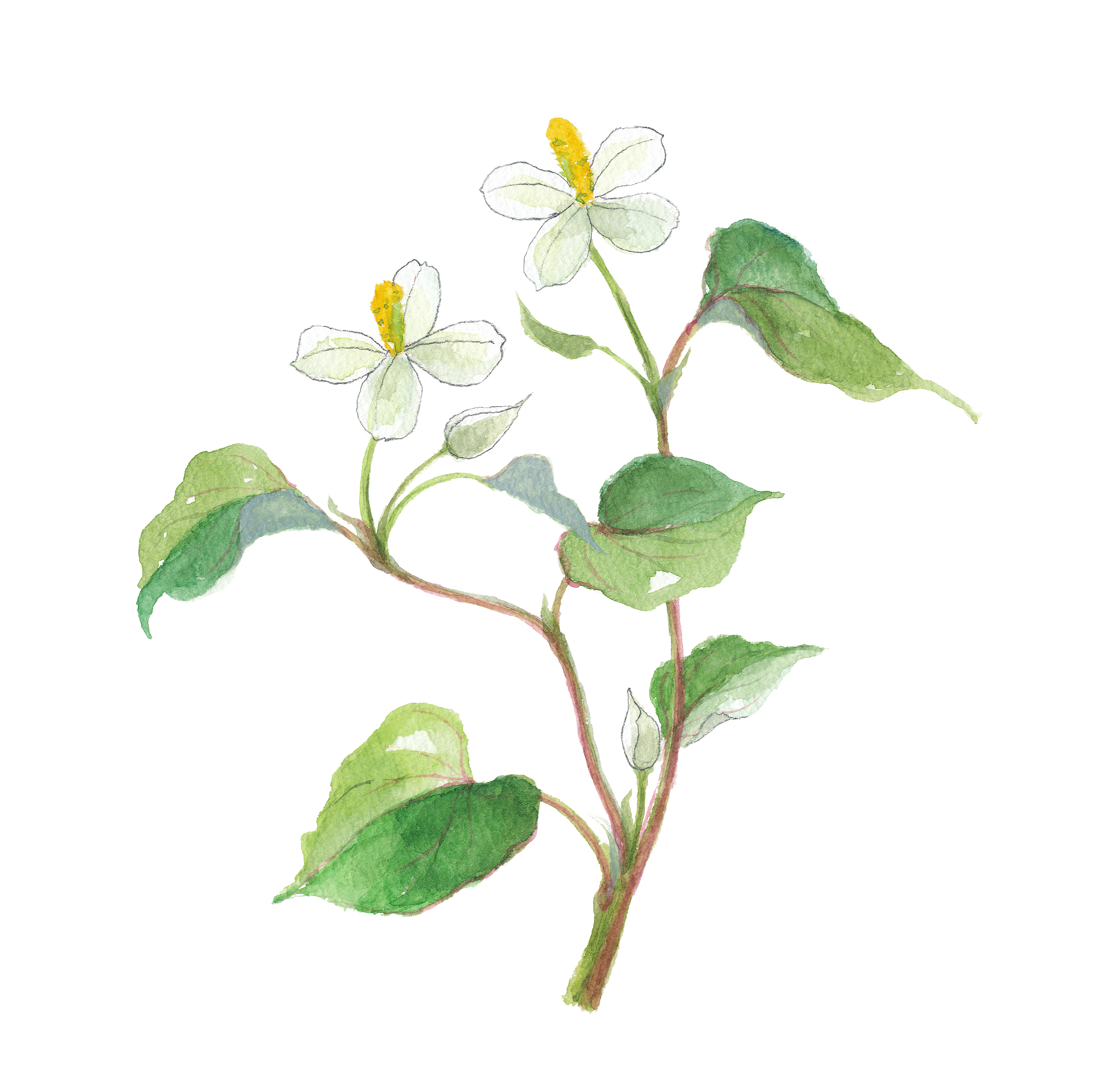 鱼腥草,作为一种传统中药材,近年来因其对多种炎症的显著疗效而备受