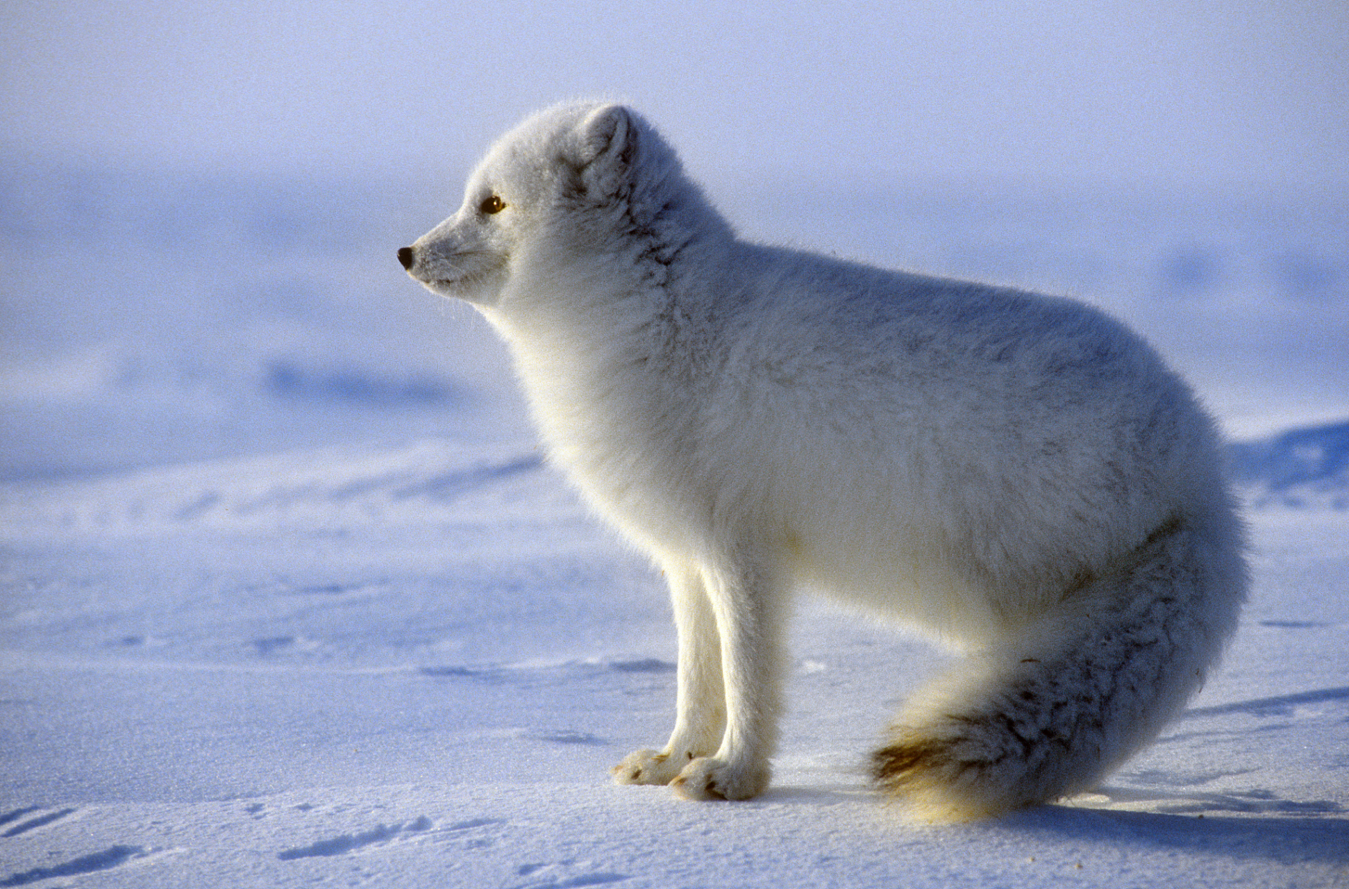 一只北极狐通过结冰的北冰洋从挪威的斯瓦尔巴群岛,走到了加拿大北部.