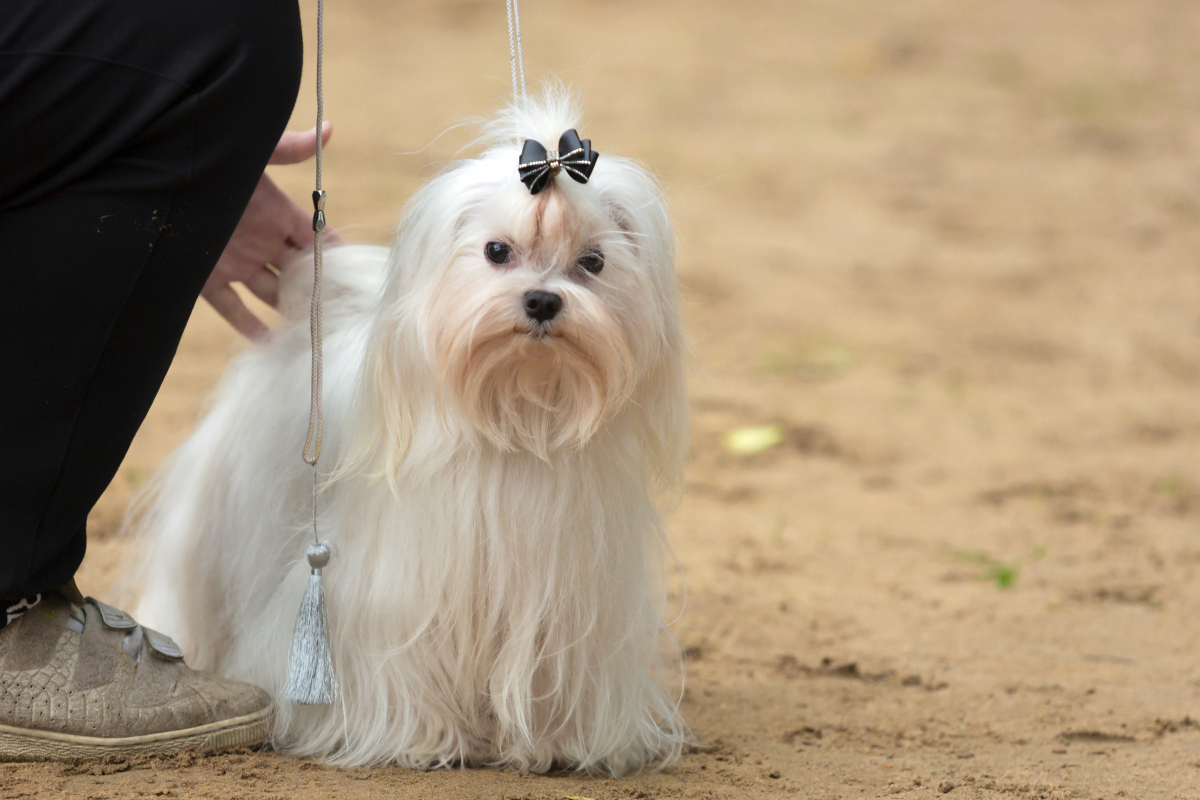 马尔济斯犬几把很大图片