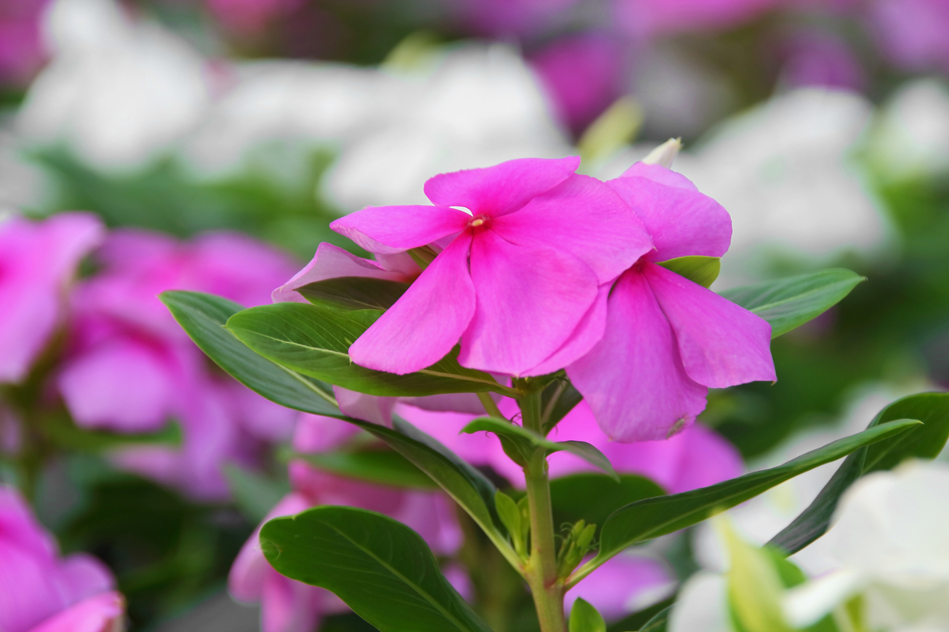 凤仙花# #花# #庭院花园# 凤仙花拥有非常别致的花朵,其花瓣薄而长