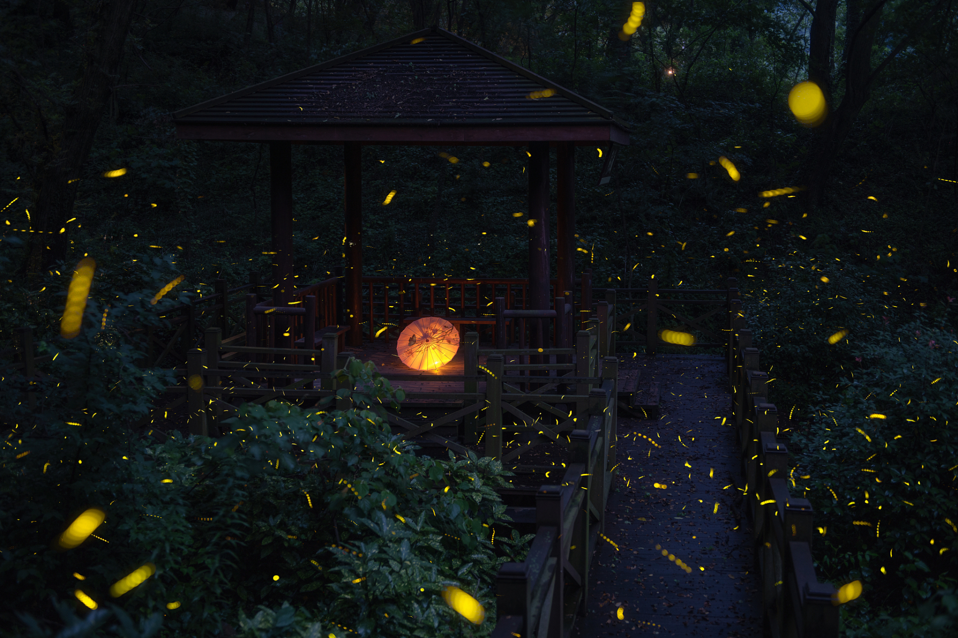 【"萤火虫神灯:魔法森林的夜晚"】  周末,公园里举行了一次萤火虫观赏