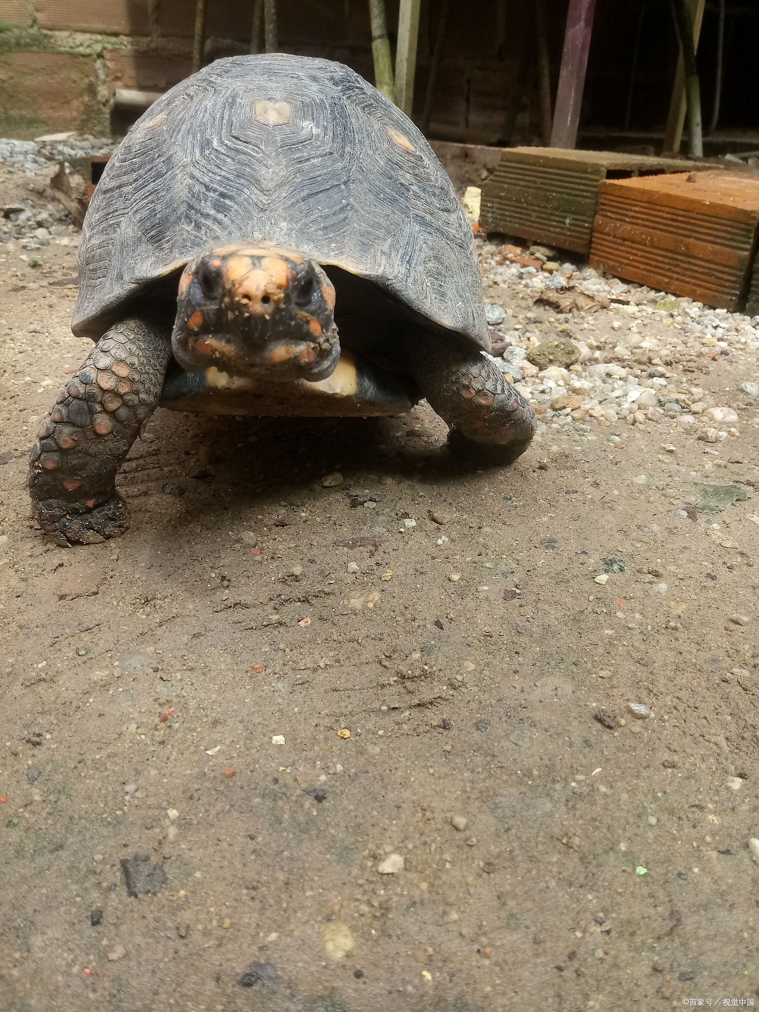 剃刀龟:湿地生态的独特瑰宝湿地,是地球上最具生命活