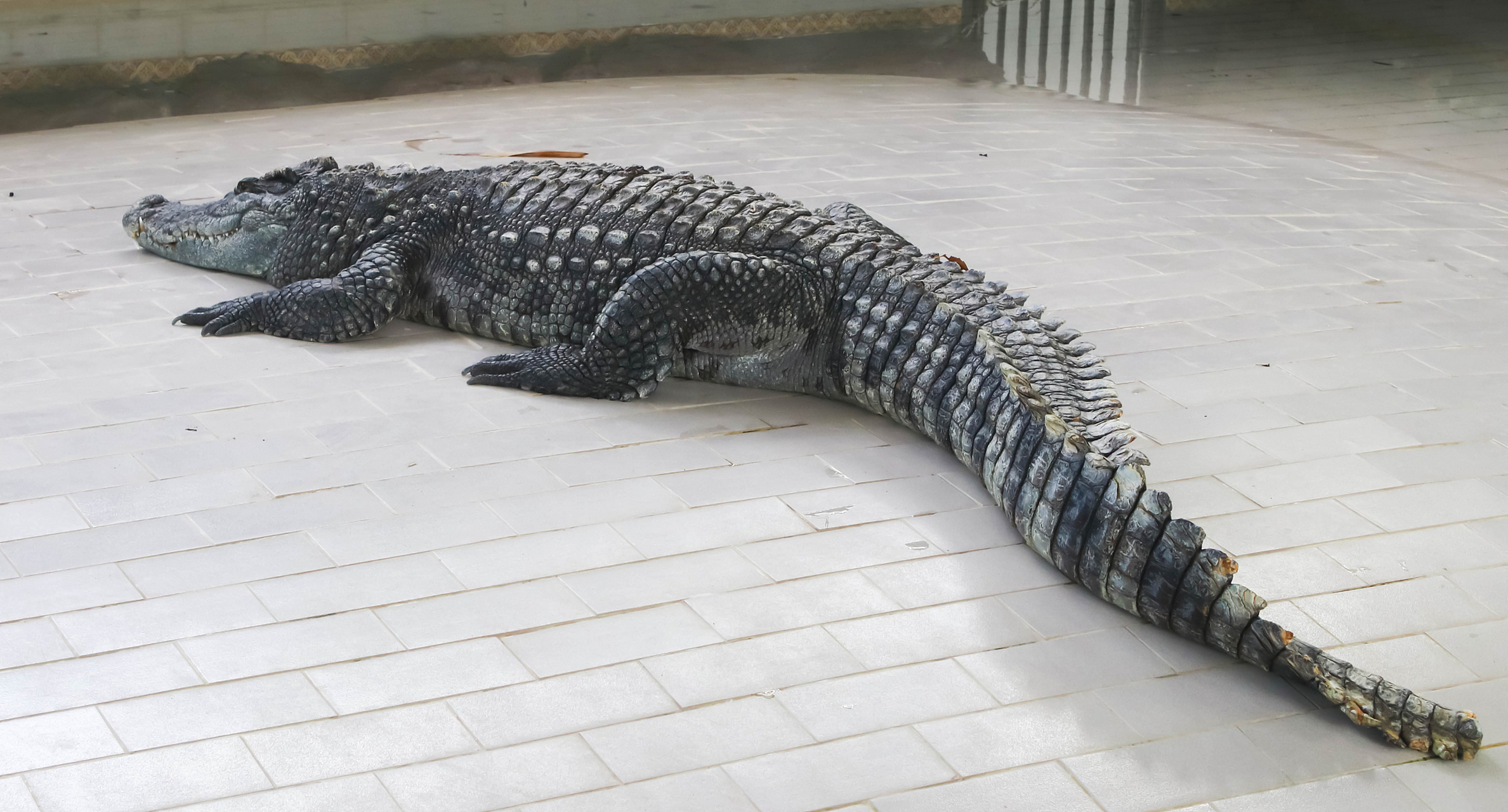 鳄鱼是一种生活在水域的爬行动物,体型庞大呈流线型,脚上有蹼,皮肤