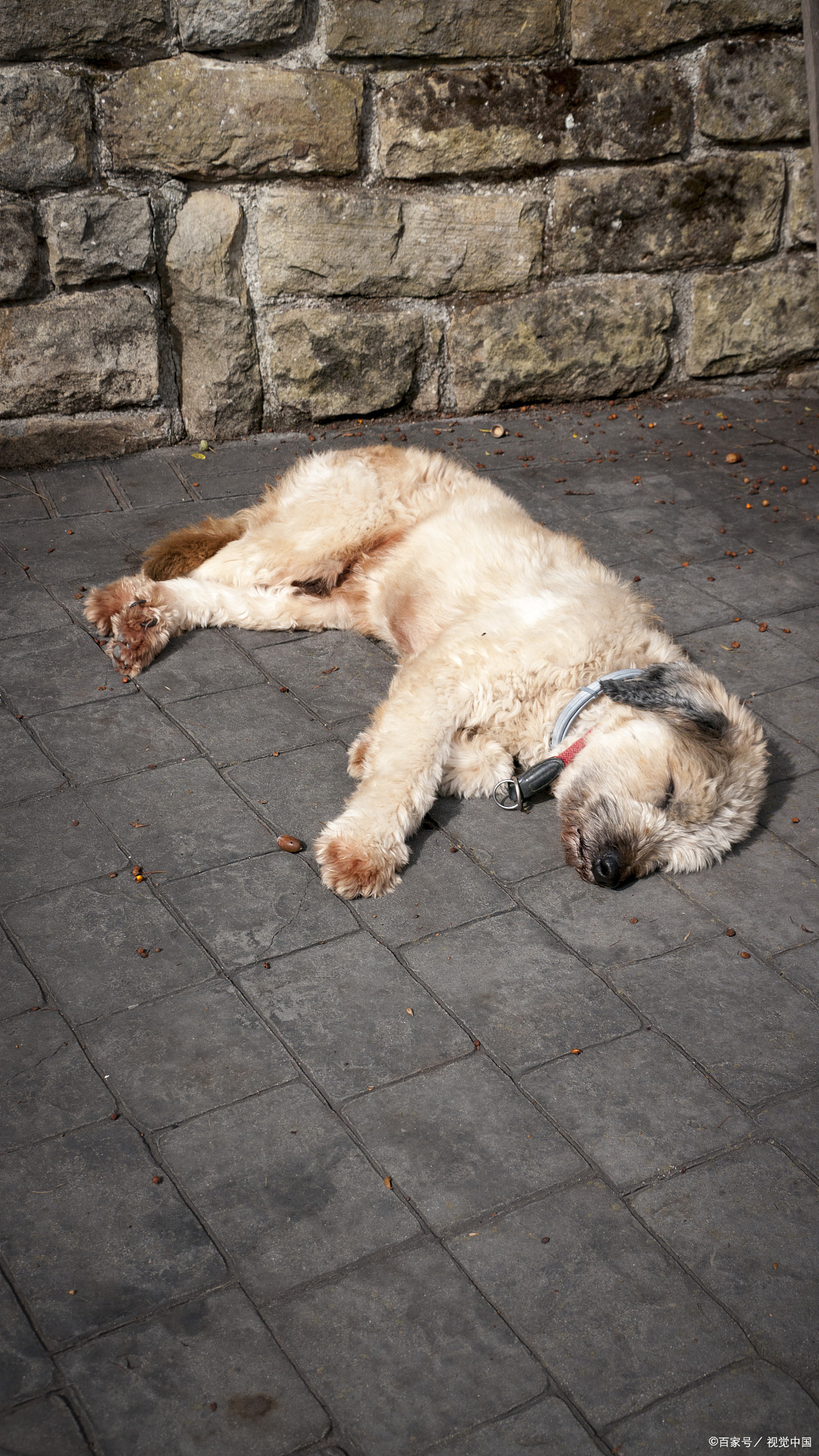 狗狗中暑吃什么药见效快