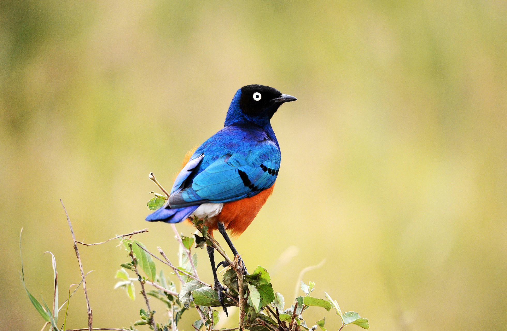 蓝翅八色鸫是一种美丽的鸟类,其翅膀呈现出独特的蓝色光泽,与其他七种