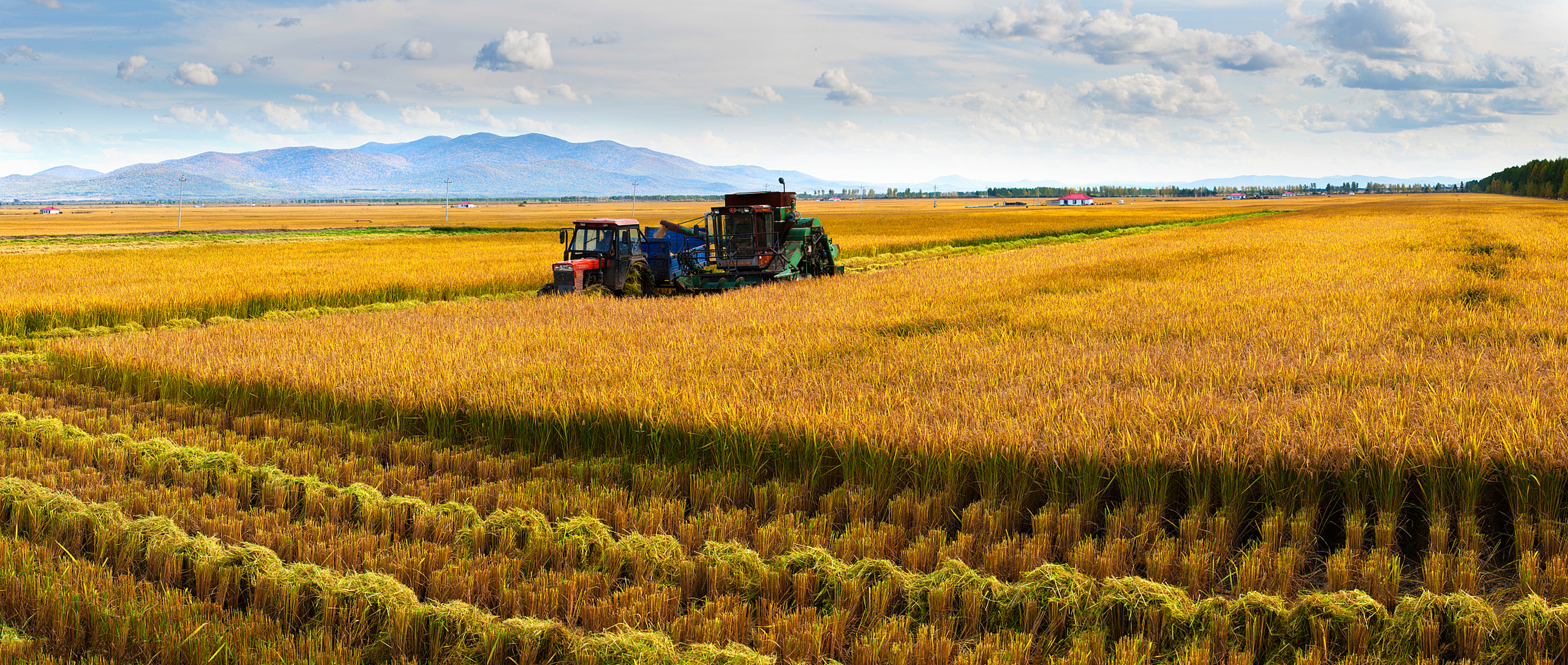 湖北罗田8月5日 正值中国水稻孕穗期,近日,两位来自巴基斯坦旁遮普