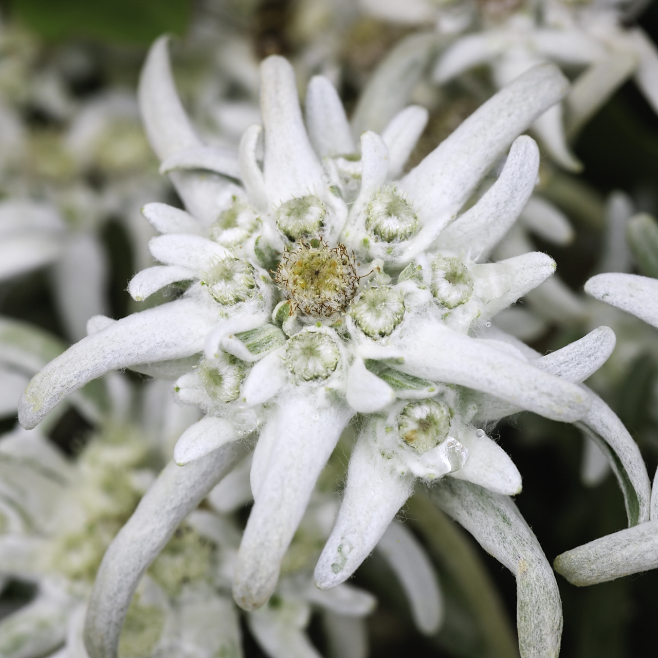 【雪绒花】,别名火绒草,薄雪草,属菊科火绒草属的多年生草本高山植物