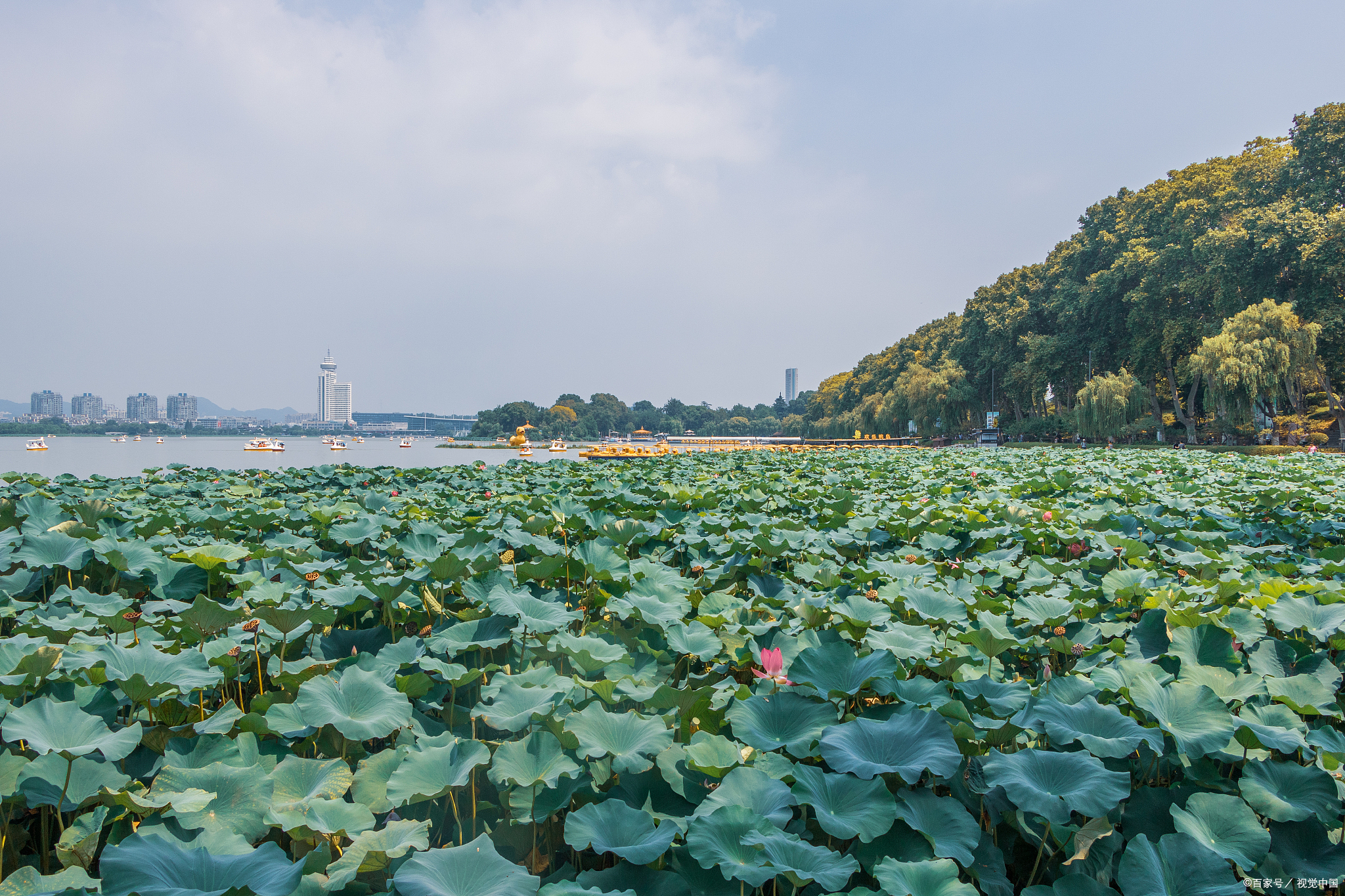 板桥莲花湖公园图片