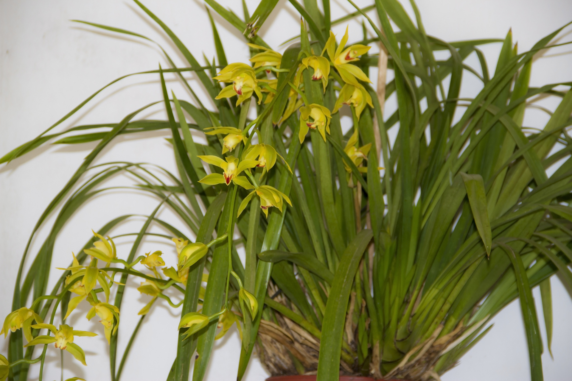 [原文:春兰是不是兰花呢]