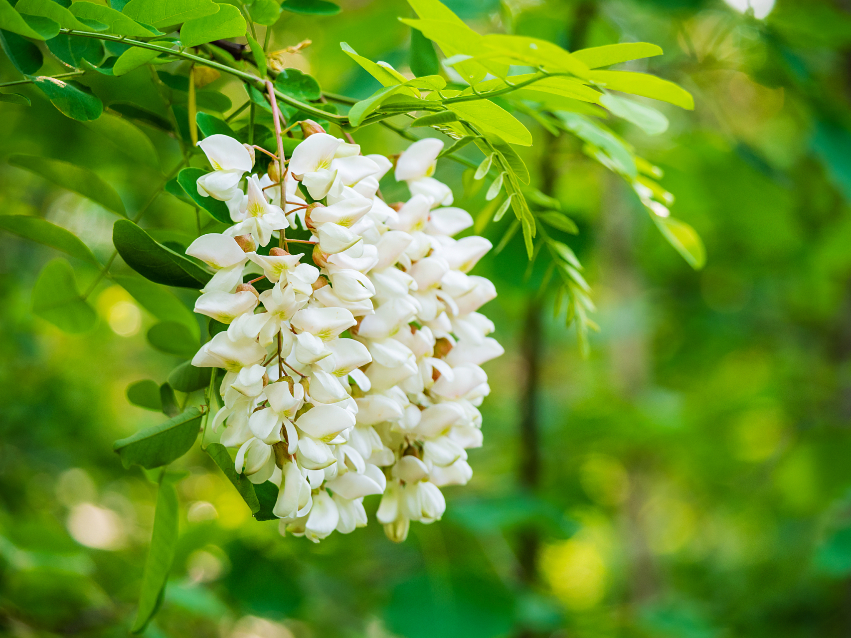 盈盈蜂吻, 轻爱花意; 热热花拥, 默传蜂深情 --槐花
