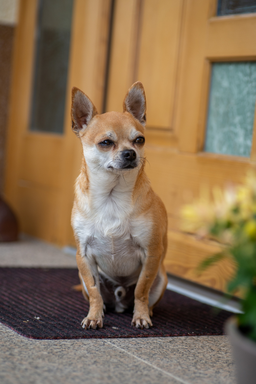 迷你鹿犬图片大全图片