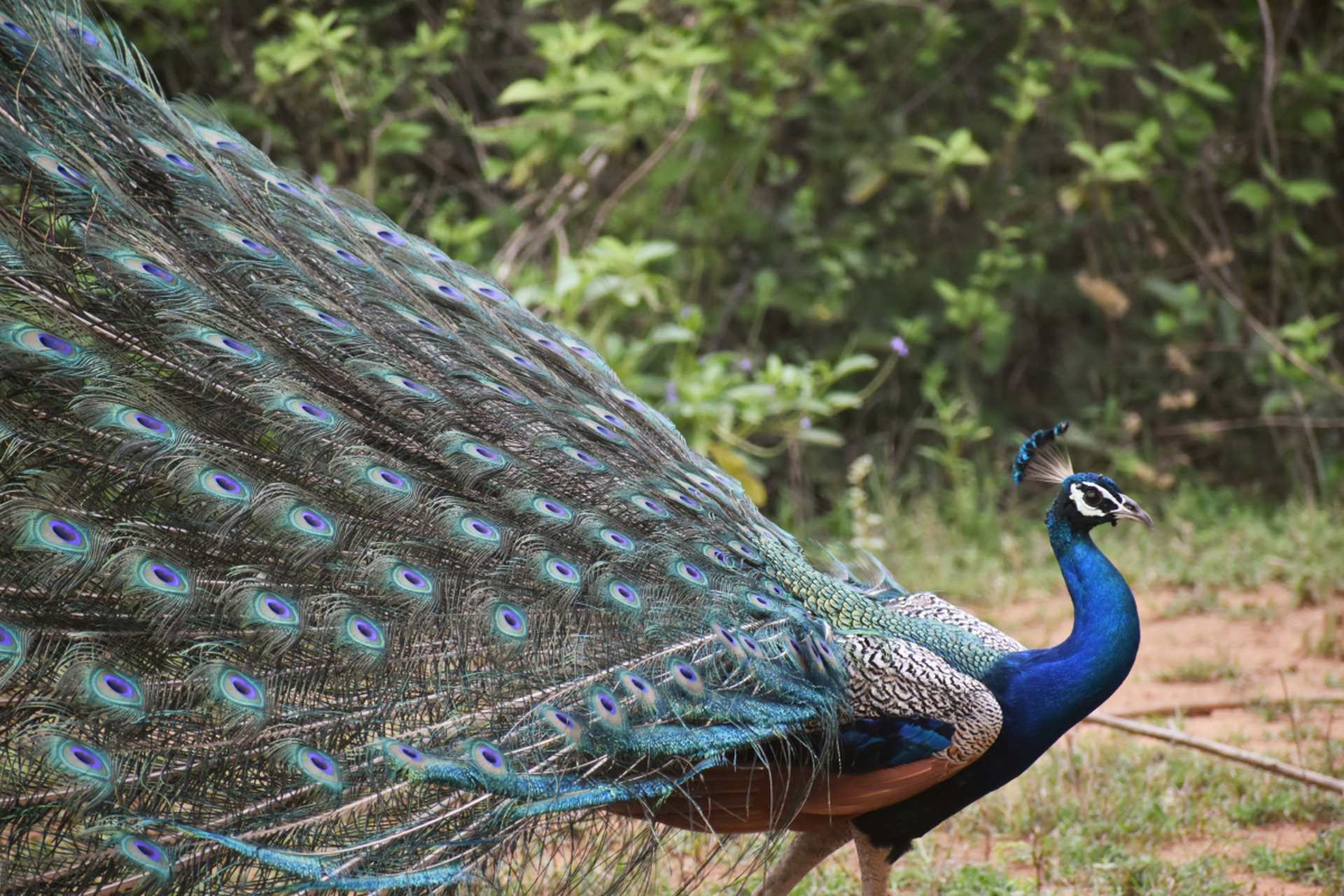 蓝孔雀又名印度孔雀,是印度的国鸟.