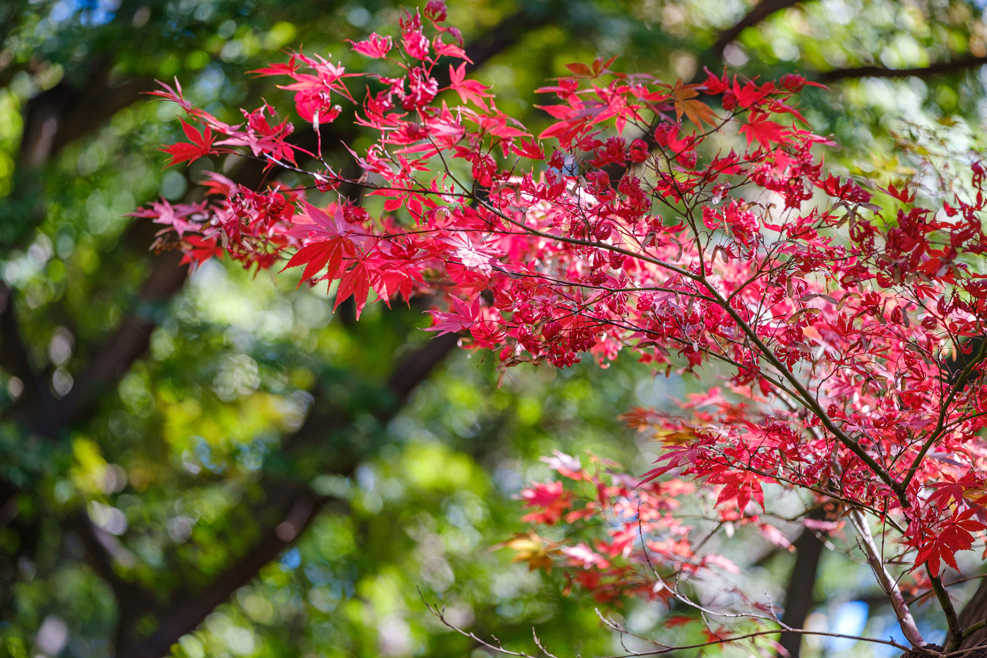 这首诗描绘了枫叶在秋风中凋零的场景,霜色染红