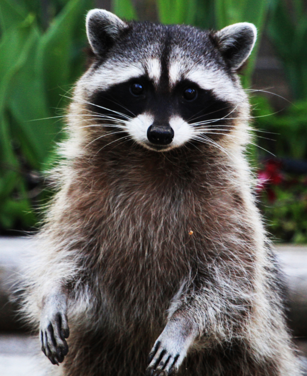 小浣熊全身主要由黑白灰三色构成,像是一幅设计精巧的水墨画,还有它在