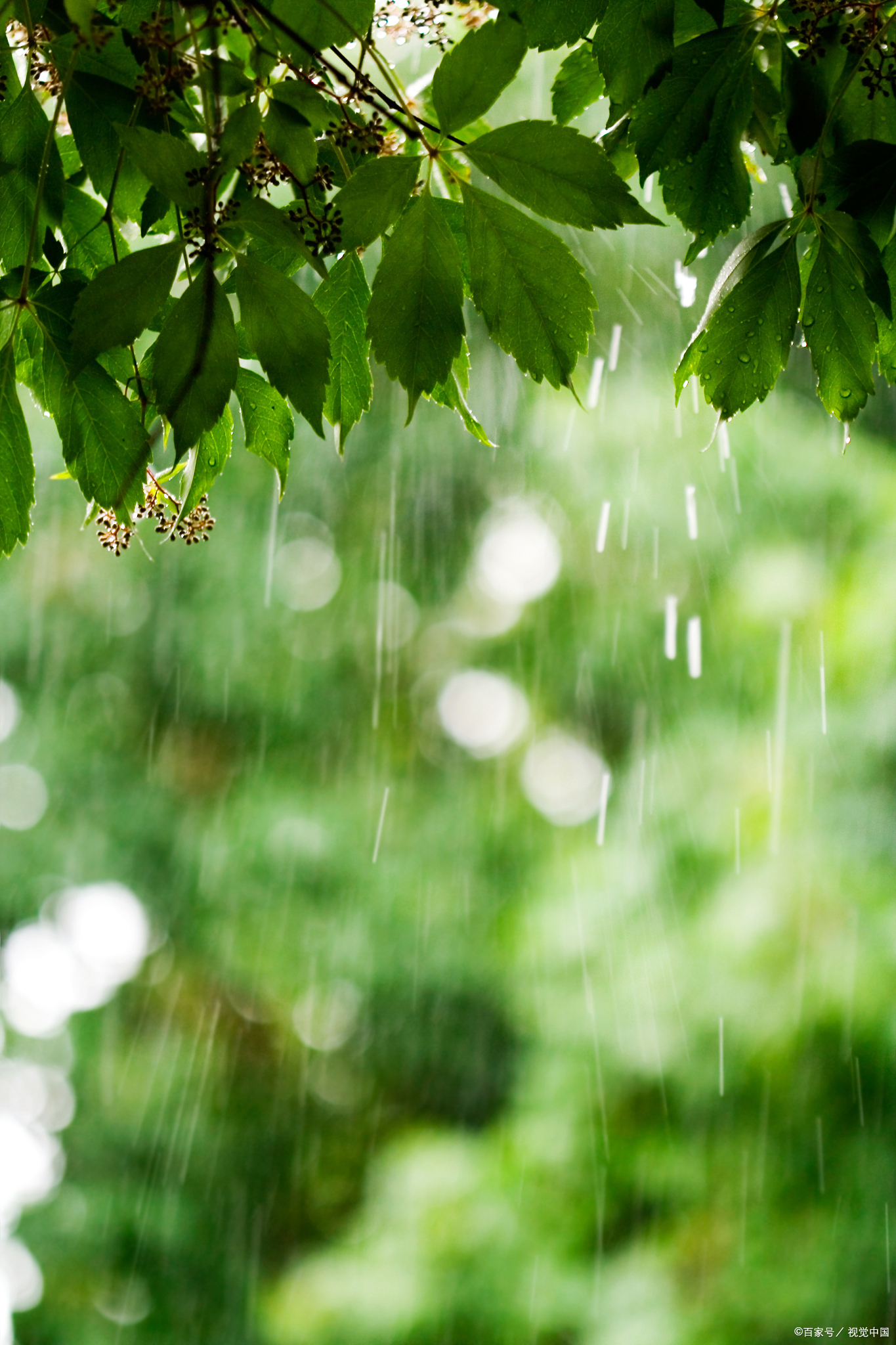 雨中的思念伤感图片