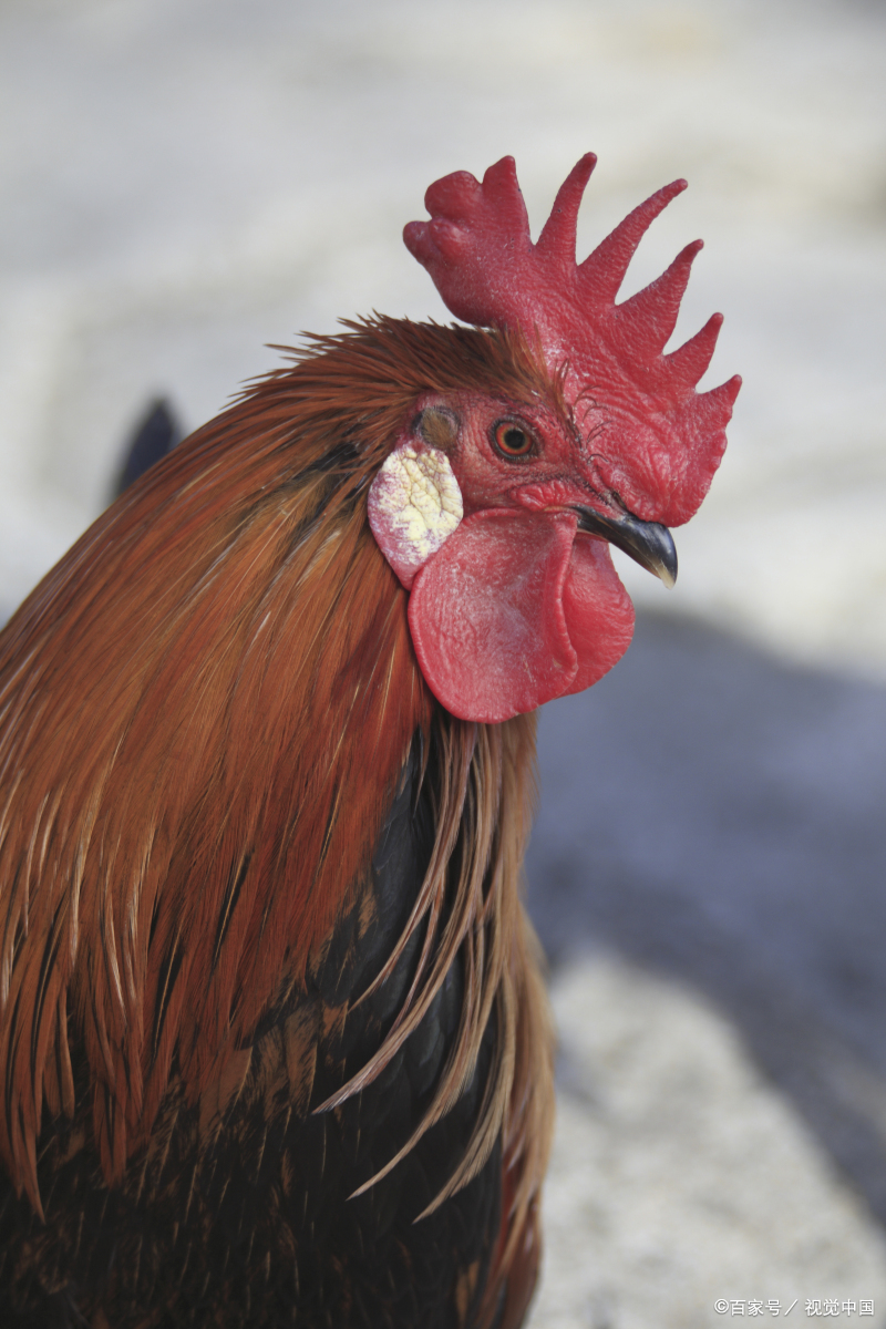 公鸡,泻药,澡堂,半年假