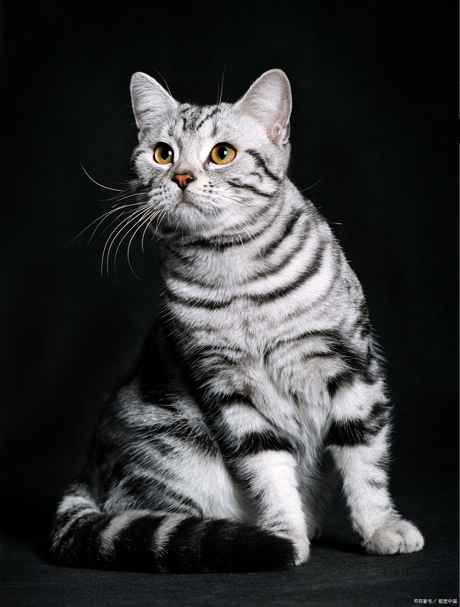 美短猫是一种迷人的短毛猫品种,它们以强健,友好和活泼而著称.